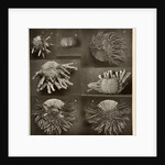 Sea urchins by American Photo Relief Printing Company