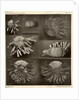 Sea urchins by American Photo Relief Printing Company