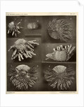 Sea urchins by American Photo Relief Printing Company