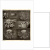 Sea urchins by American Photo Relief Printing Company