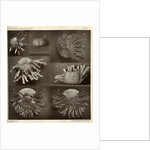 Sea urchins by American Photo Relief Printing Company