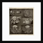 Sea urchins by American Photo Relief Printing Company