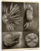 Sea urchins by American Photo Relief Printing Company