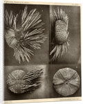 Sea urchins by American Photo Relief Printing Company