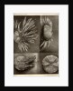 Sea urchins by American Photo Relief Printing Company