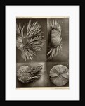 Sea urchins by American Photo Relief Printing Company