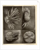 Sea urchins by American Photo Relief Printing Company
