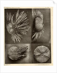 Sea urchins by American Photo Relief Printing Company