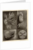 Sea urchins by American Photo Relief Printing Company