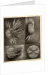 Sea urchins by American Photo Relief Printing Company