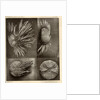Sea urchins by American Photo Relief Printing Company