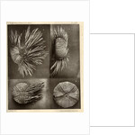 Sea urchins by American Photo Relief Printing Company