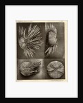 Sea urchins by American Photo Relief Printing Company