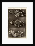 Red slate pencil urchin by American Photo Relief Printing Company