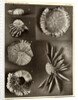 Sea urchins by American Photo Relief Printing Company