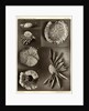 Sea urchins by American Photo Relief Printing Company