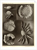 Sea urchins by American Photo Relief Printing Company