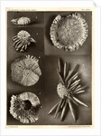 Sea urchins by American Photo Relief Printing Company