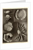 Sea urchins by American Photo Relief Printing Company