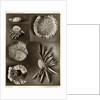 Sea urchins by American Photo Relief Printing Company