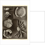 Sea urchins by American Photo Relief Printing Company