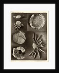 Sea urchins by American Photo Relief Printing Company