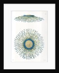 Blue button jellyfish by A Meissel