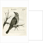 Flycatcher by Unknown