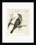 Flycatcher by unknown