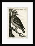 Hawfinch by unknown