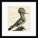 Hoopoe by unknown