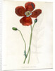 Poppy hybrid by Debray