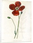 Poppy hybrid by Debray