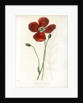 Poppy hybrid by Debray
