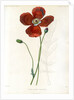 Poppy hybrid by Debray