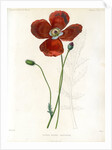 Poppy hybrid by Debray