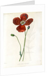 Poppy hybrid by Debray