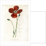 Poppy hybrid by Debray
