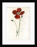 Poppy hybrid by Debray