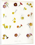 Primula hybrids by Debray