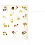 Primula hybrids by Debray