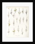 Toadflax hybrids by Debray
