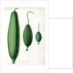 Luffas and luffa hybrid by Debray