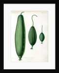 Luffas and luffa hybrid by Debray