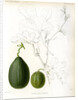 Cucumis hybrids by Debray