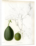 Cucumis hybrids by Debray