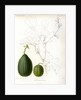 Cucumis hybrids by Debray