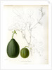 Cucumis hybrids by Debray