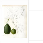 Cucumis hybrids by Debray