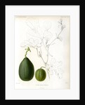 Cucumis hybrids by Debray
